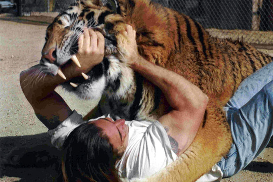 【グロ動画】トラに襲われて片腕を噛み千切られて食べられる