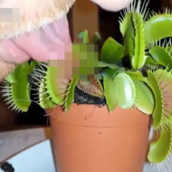 【衝撃映像】食虫植物に舌を食べさせてみたｗｗｗ