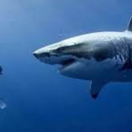 【衝撃映像】サメに襲われてカメラを強奪される一部始終
