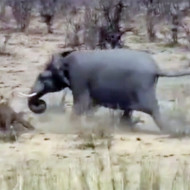 【ガチ映像】象が本気だしたら牛を瞬殺した・・・　動画あり