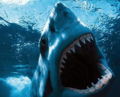 【グロ画像】サメの餌になってしまった人たち・・・　閲覧注意