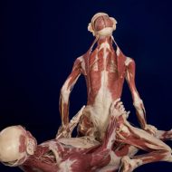 本物の人間の死体を展示した人体の不思議展写真うｐする