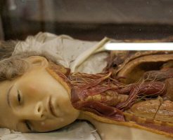 【閲覧注意】ロシアン美女の死体を流れるように解剖して脳みそと内臓を取り出してみたったｗ