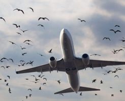 【閲覧注意】鳥の大群に突っ込んでしまった旅客機の末路・・・