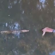 ワニが川で浮いてる男性の死体をお持ち帰り