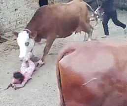飼育している牛が少女に突っ込む衝撃映像