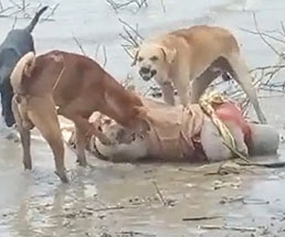 水辺に打ち上げられた死体を食い散らかす野良犬たち