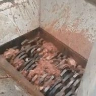 【閲覧注意】屠殺場の粉砕機で豚をミンチにするグロすぎ映像…