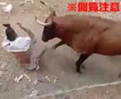 初めて闘牛祭りに参加したカップル、目の前で彼氏が牛にズタズタにされて内臓丸出し…