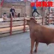 【ダーウィン賞】牛追い祭りで牛を煽りまくっていたDQNの末路…