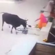 ブチギレた牛が子供と女に襲いかかってしまう衝撃映像…