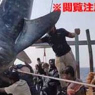 巨大なサメの下敷きになって即死してしまう不幸な事故…