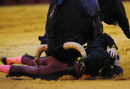 【レイプ】闘牛に女性が参加した結果･･･牛に倒されレイプされる･･･