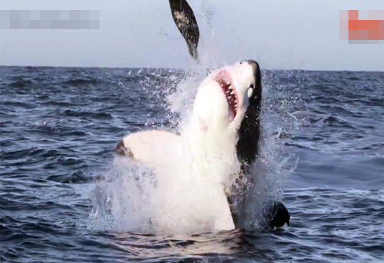 【閲覧注意】サメのハンティング映像が怖すぎるｗこれは絶対助からない奴・・・