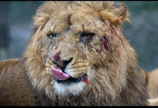 【閲覧注意】サファリパーク行ったら人間がライオンに食われてるんだが…