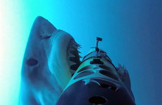 【ショッキング】人食い鮫の恐怖が良く分かる神映像・・・